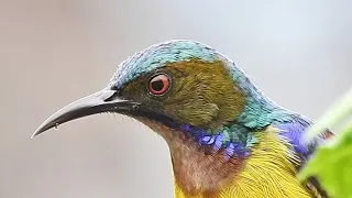 Brown-Throated Sunbird... another call
