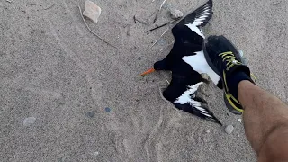 Удачная охота на кулика из рогатки.Hunting with a slingshot for a sandpiper.