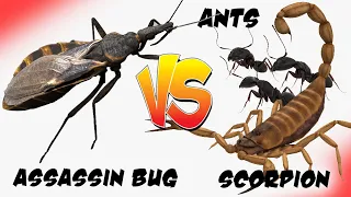 Assassin Bug vs Scorpion vs Ants - Who Wins? [Epic Bug Battle Royal] [High Definition]