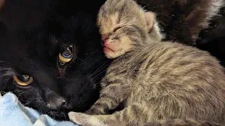 Lost Kittens Found In a Flower Pot Have Been Saved Along With Their Mother