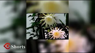 Do not miss it! Time-lapse video records the whole blooming process of the Epiphyllum | 延时视频记录昙花盛开全程