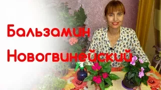 Бальзамин новогвинейский - как пересаживать, как выращивать, как размножать