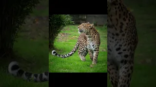 индокитайский леопард