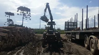 Como é serrada as toras de pinus