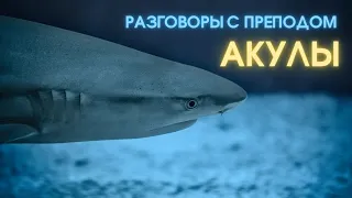 Биология. Акулы