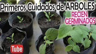 PRIMEROS CUIDADOS de los ÁRBOLES RECIÉN GERMINADOS Limonero, manzano, Naranjo, Palta, Kiwi..