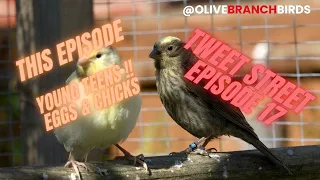 Tweet Street Episode 17