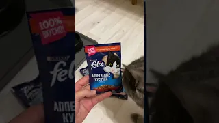 Кормлю кота Felix корм для кошек