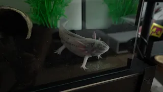 Jak karmić smoki? (Aksolotle) Tutorial | How to feed axolotles