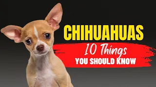 10 Things To Consider Before Adopting A Chihuahua