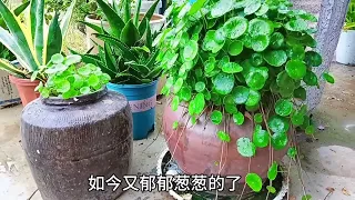 招财进宝铜钱草，侵略性很强大，号称剪不死。打造楼顶花园。  #種植