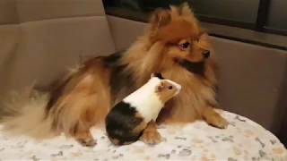 Морская свинка доканывает собаку! (Guinea pig annoys dog!)