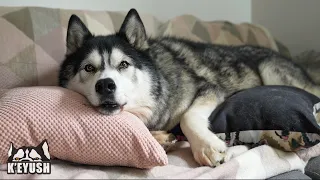 Asking My Unwell Husky How He’s Feeling!