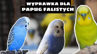 WYPRAWKA DLA PAPUG FALISTYCH