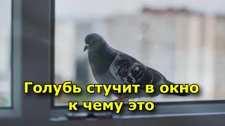 Голубь стучит в окно  к чему это