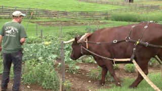 How We Work with Oxen