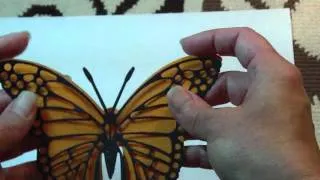 Cheery Lynn Butterfly Release