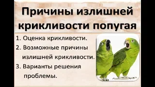 Причины излишней крикливости попугая. Почему попугай много кричит.