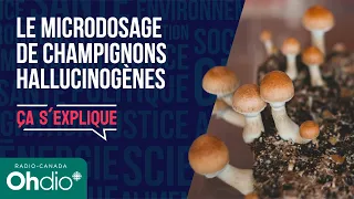 Le microdosage de champignons hallucinogènes | Ça s'explique | Balado | RC OHdio