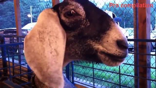TRY NOT TO LAUGH   Funny Goat Compilation 2021 HD