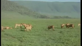 Incredible lions kills buffalo in ngorongoro crater