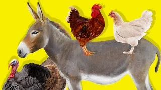 Çiftlik Hayvanlarını Öğreniyoruz | Çocuklar İçin Hayvanlar | Gerçek Hayvan Sesleri | Eğitici Video