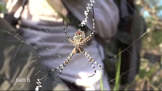 Spider devours fly in seconds