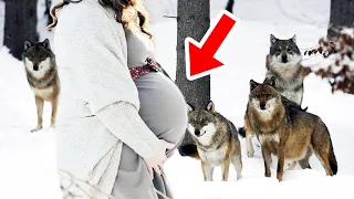 Zuřiví vlci spatřili těhotnou ženu v lese. To, co jí udělali, všechny šokovalo...