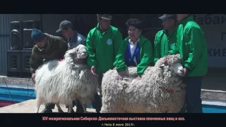 Открытие XIV межрегиональной Сибирско Дальневосточной выставки племенных овец и коз