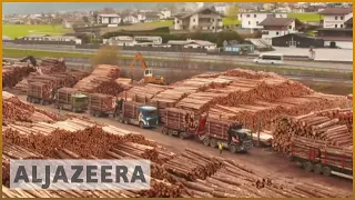 Timber business 'booming' as global demand soars