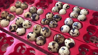 Can You REALLY Hatch Quail Eggs From The Grocery Store?