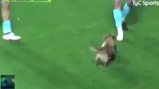 DOG INTERRUPTS SOCCER MATCH, SCORES POST-GAME INTERVIEW