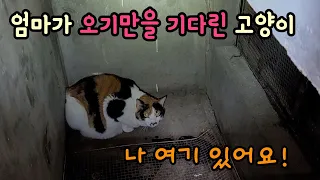 The cat that worried her mother after running away from home in cold weather