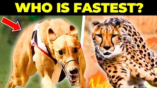Can These Dogs Beat the World's Fastest Animal I Top 10 Fastest Dog Breeds vs Cheetah