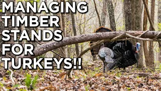 Managing Timber Stands For TURKEYS! | Girdle & Spray | Hack & Squirt