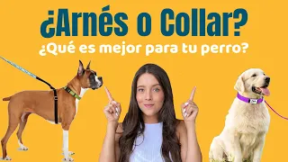 ¿ARNÉS O COLLAR? | ¿Cuál es mejor para mi perro? - Lauvet