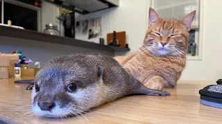 A roundup of the most popular otter videos of 2021!