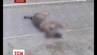 На Одещині отруїли більше півсотні собак