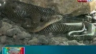 BP: King cobra, nahuli sa Argao, Cebu