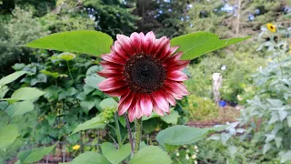 Potager Garden Tour 6/ Paperback Homestead/SE Michigan Backyard Homestead/No Dig Kitchen Garden