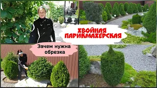 Хвойная парикмахерская.Зачем нужна обрезка.