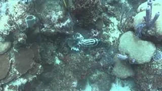 Grouper eats a lion fish