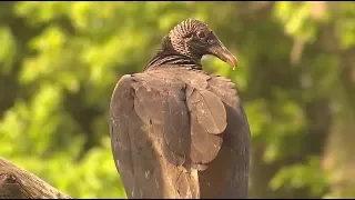 Vultures | Georgia Outdoors