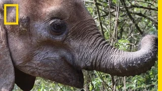 Baby Elephant Walks Again After Being Shot in the Legs | National Geographic