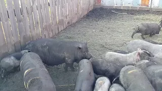 Вьетнамские свиньи - разведение, размножение, созревание