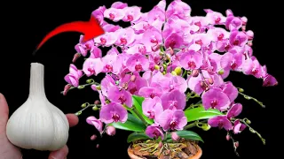 The secret to helping orchids bloom like crazy all year round!!!