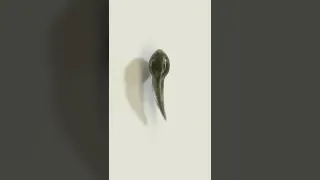 Frog metamorphosis || Tadpole larva to frog || Life cycle of frog ||