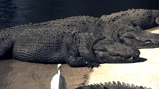 How does Alligator sleep.