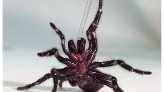 Australia: Catching deadly funnel-web spiders to save lives