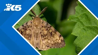 'Imminent danger': Emergency declaration issued due to spongy moth infestation in Washington